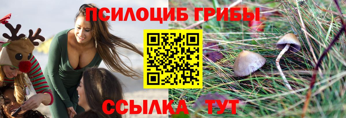 Галлюциногенные грибы Psilocybine cubensis Черногорск
